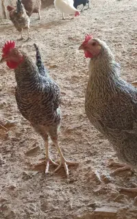گوشت مرغ محلی خانگی
