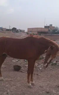 خرید اسب  آنلاین