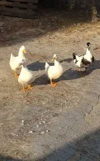 چهار عدد بت