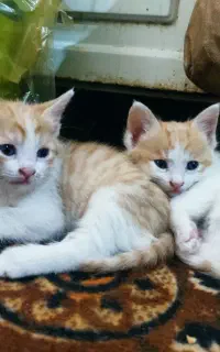 گربه دو ماهه