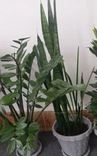 گلهای آپارتمانی