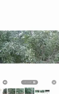 باغ گردو 9ساله گردو اصلاح شده پر بار ضمانت شده
