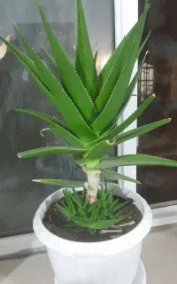 گل طبیعی