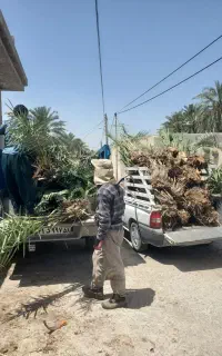 دهکده پاجوش ،دمیت ، نهال نخل  خاصویی ،غیره