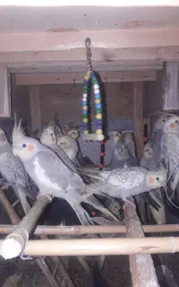 پرنده‌عروس‌