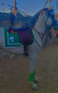 وسایل کامل اسب