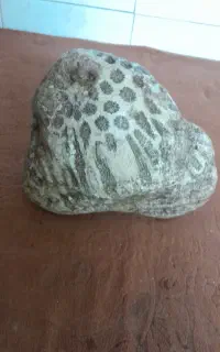 سنگ فسیل کرینوئید چندمیلیون ساله