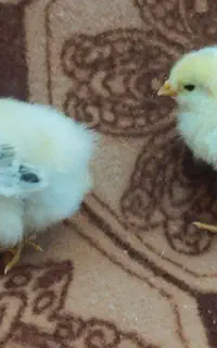 جوجه برهما و محلی
