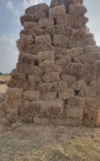 یونجه خالص پرس شده