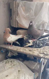 کبوتر