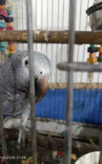 کاسکو