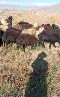بره نرو ماده پای پروار،