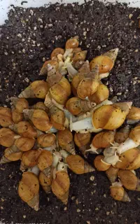 فروش مجموعه تکثیر حلزون غول‌پیکر آفریقایی(اچاتینا)
