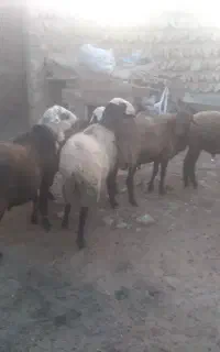 قوچ