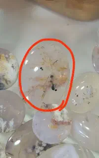 گمشده پلاک طوسی شجر
