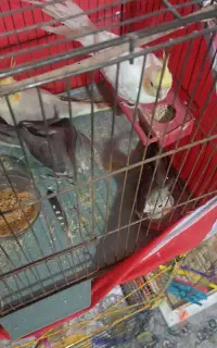 عروس هلندی فوق دستی