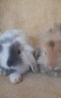 خرگوش لوپ اصلی