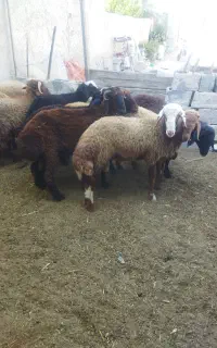 10عدد بره نر