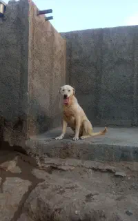 ماده پژدر