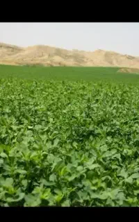 یونجه