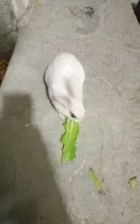 خرگوش نر