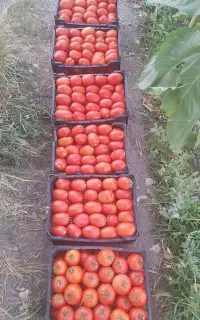 گوجه برای رب