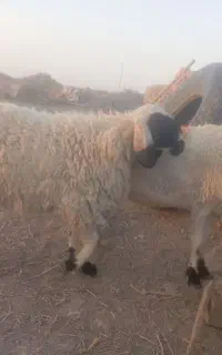 میش جملی