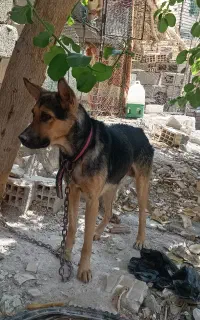سک نژاد دار دهن پاک نگهبان