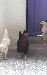 مرغ وخروس محلی