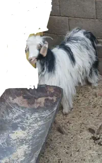بز کردی