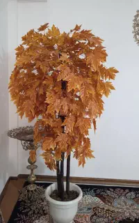درختچه
