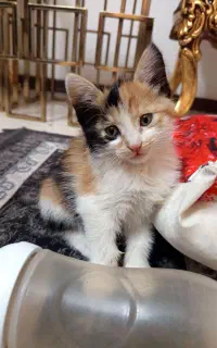 گربه کوچولو