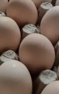 تخم مرغ محلی یا خا کوردی