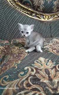 بیریتیش سیلور ماده