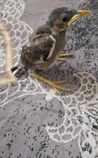 فروش جوجه مینا
