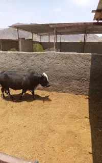 کشتار گوساله خونگی