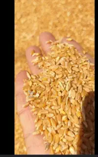 خریدار گندم در محل نقدی با بهترین قیمت