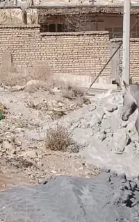 کره مادیان عرب