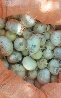 موسیر درشت تمیز