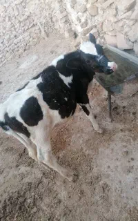فروش گوساله