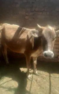 گستر۲ساله برانسویس زردرنگ