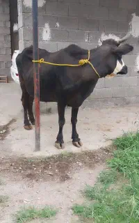 گاو آبستن ،گاو با گوساله ماده