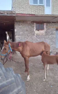 مادیان ۶سال