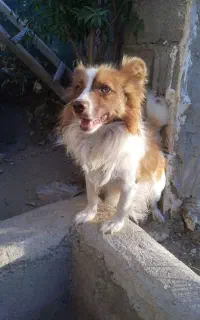 سگ پاکوتاه