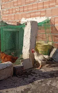 خروس