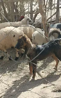 سگ نگهبان و گله
