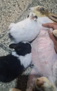 فروش بچه خرگوش