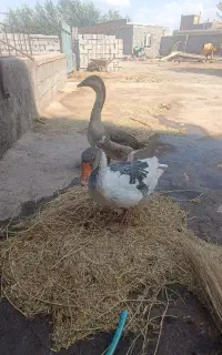 قوغاز