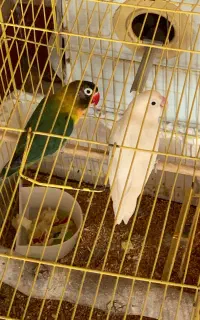 طوطی برزیلی مولد