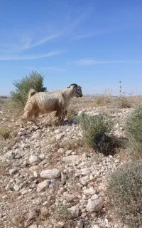 ۱۰ راس کره نر و جویش
